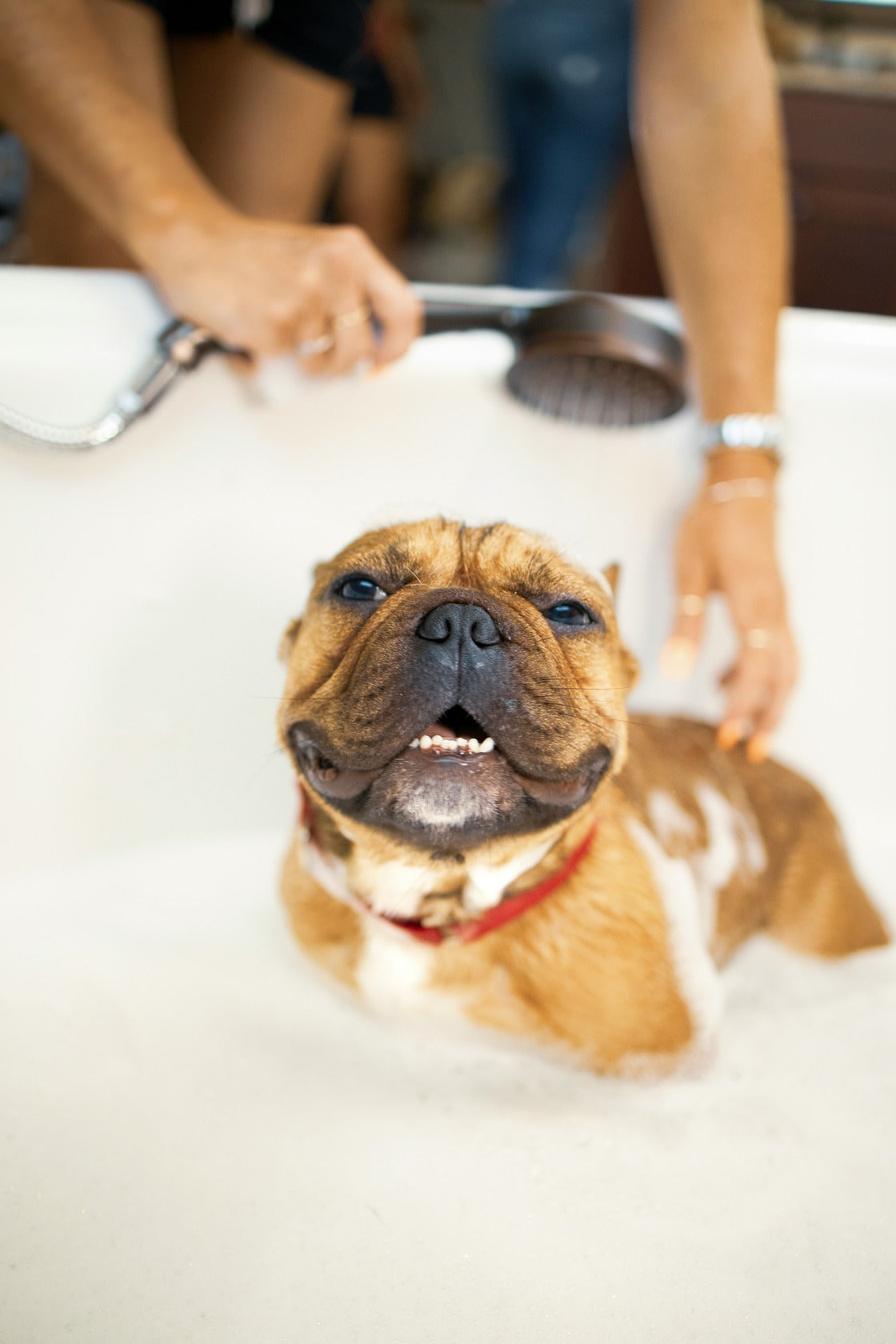 Shampoo + Hair Care