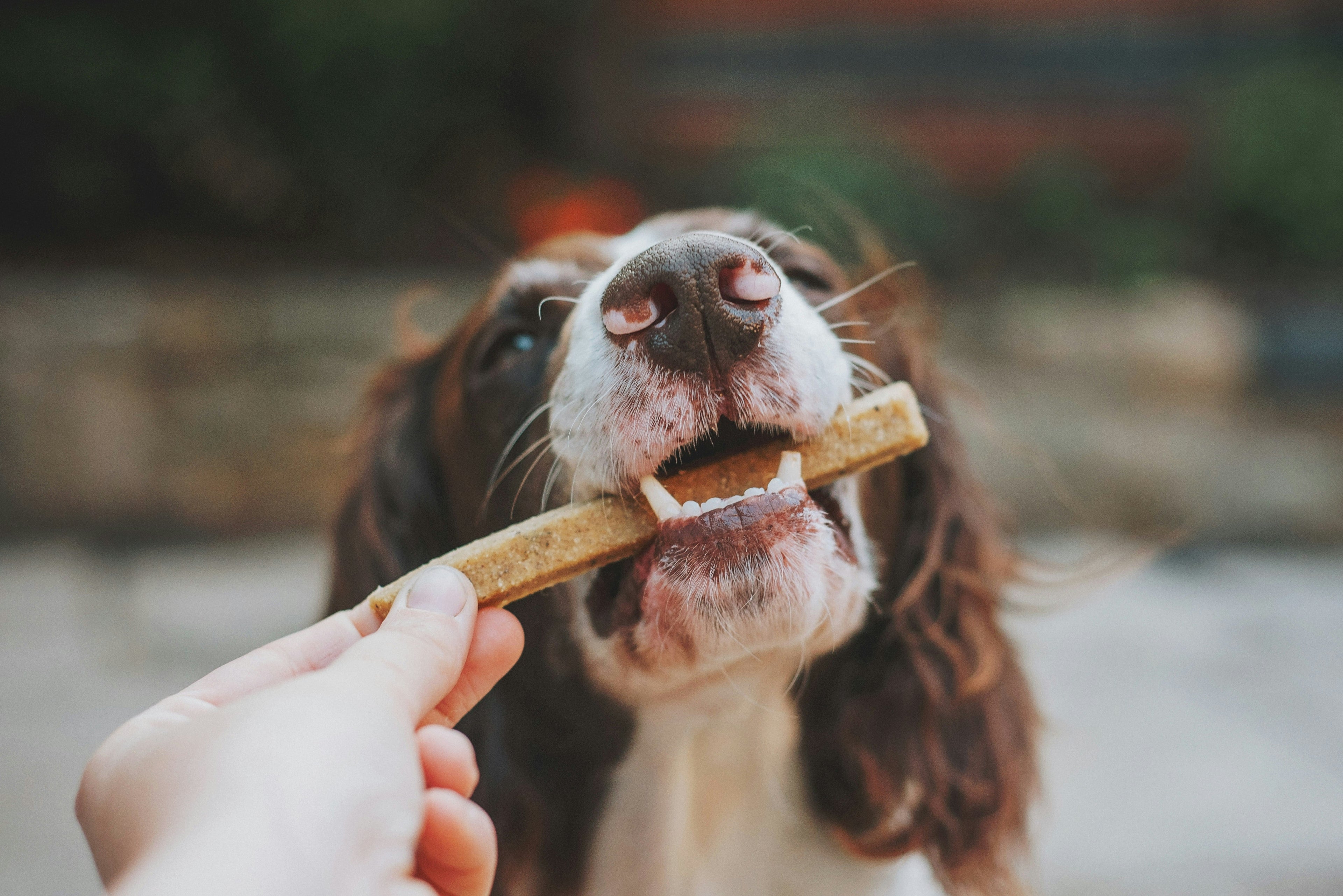 Treats