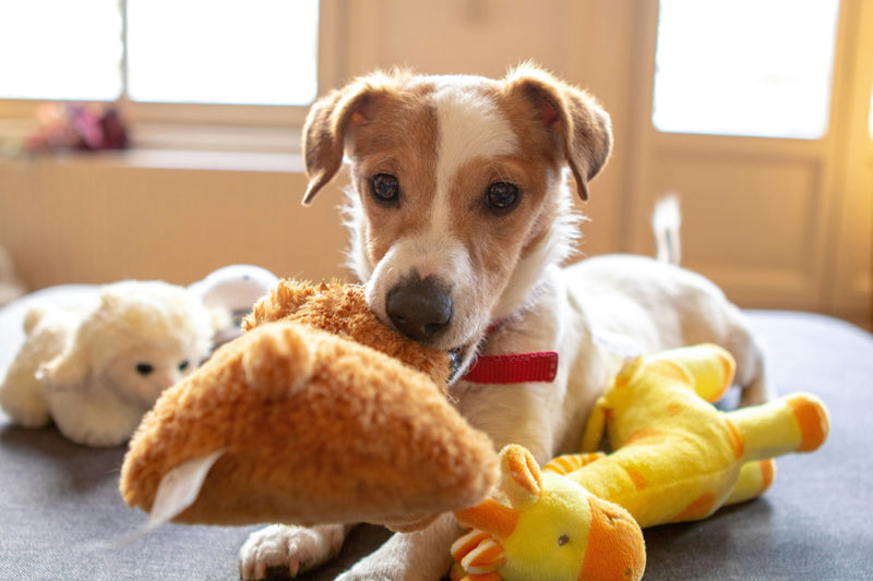 Dog Toys & Misc