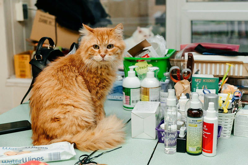 Medical Care